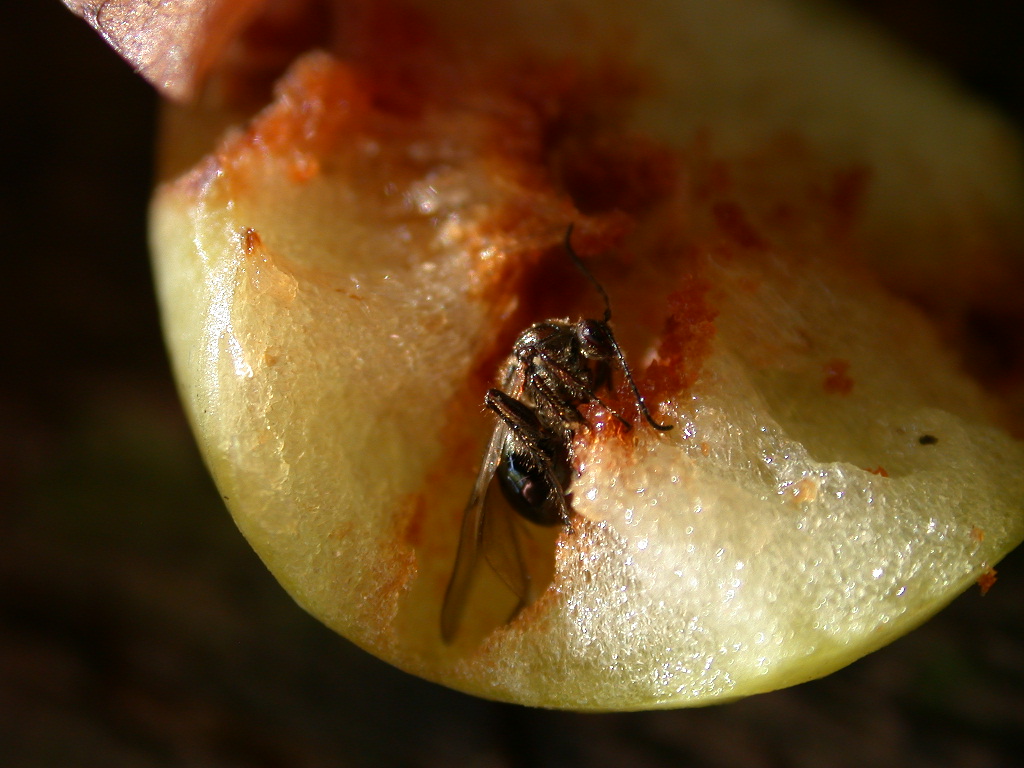 Cynips quercusfolii ...
